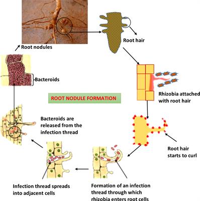 Interaction between bacterial endophytes and host plants